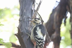 アカゲラ幼鳥2025年6月29日