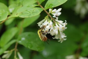 エゾコマルハナバチ雄2025年6月29日