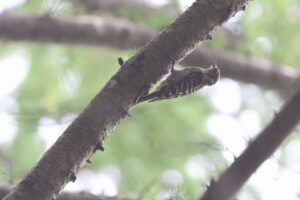 コゲラ2025年6月23日