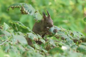 エゾリス2025年6月1日