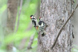 アカゲラ親子2025年6月23日1給餌後