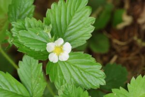 エゾヘビイチゴ20250601