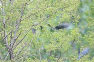 アオバト2025年6月8日2