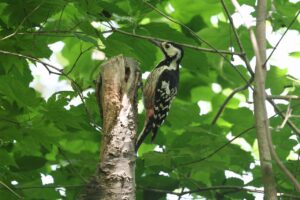 オオアカゲラ雌2025年6月23日