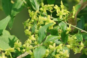 ニシキギ2025年6月1日