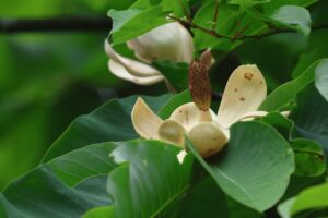 ホオノキの花2025年6月1日