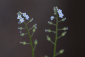 ノハラムラサキ2025年6月1日