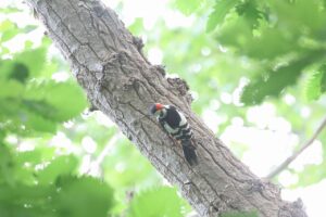 アカゲラ雄2025年6月23日