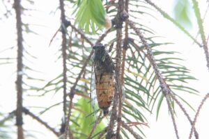 エゾハルゼミ2025年6月1日