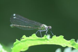 ニホンカワトンボ2025年6月14日