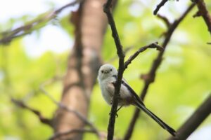 シマエナガ2025年6月8日
