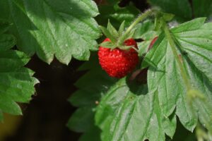 エゾヘビイチゴ2025年6月23日