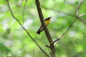 キビタキ雄2025年6月23日