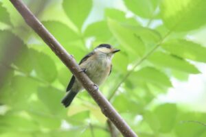 ヤマガラ幼鳥2025年6月23日