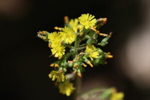 オニタビラコ2025年6月14日1花アップ