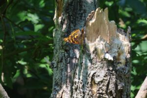 コムラサキ2025年6月29日2茶色に見える