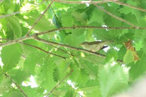 オオムシクイ2025年6月14日