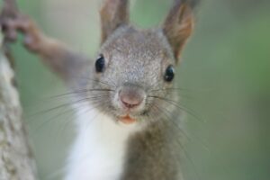 エゾリス2025年6月23日