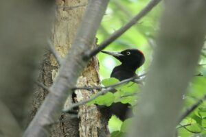 クマゲラ雌2025年6月28日