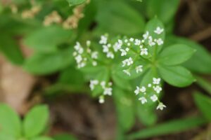 オククルマムグラ2025年6月1日