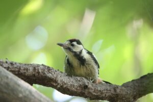 アカゲラ幼鳥2025年6月29日