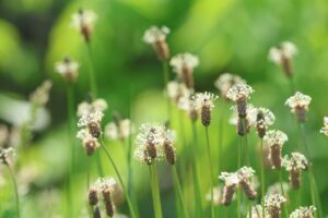 ヘラオオバコ2025年6月1日