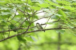 シジュウカラ2025年6月23日幼鳥