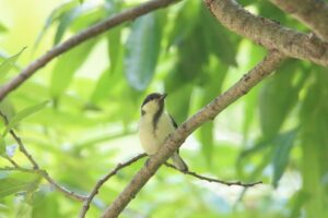 シジュウカラ幼鳥2025年6月29日