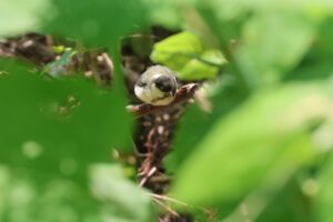 シジュウカラ幼鳥2025年6月1日