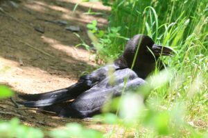 ハシブトガラス2025年6月14日1日光浴