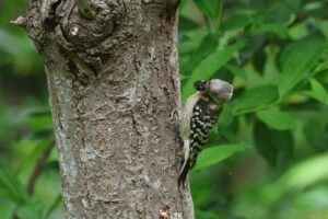 コゲラ2025年6月1日