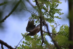 キジバト2025年6月23日