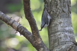 ゴジュウカラ2025年6月1日