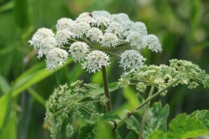 オオハナウド2025年6月1日