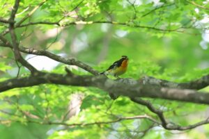 キビタキ雄2025年6月8日