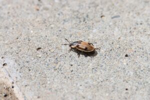 ヨツボシヒラタシデムシ2025年6月8日