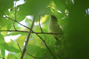 オオムシクイ2025年6月1日