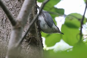 ゴジュウカラ2025年6月8日