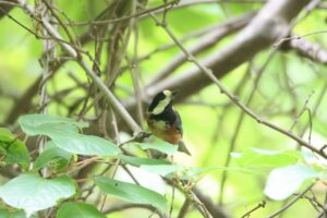 ヤマガラ2025年6月8日