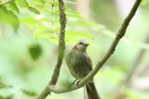 ヒヨドリ2025年6月23日