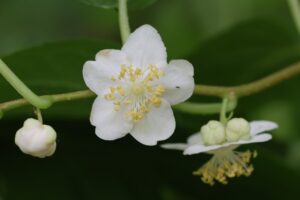 マタタビ雄花2025年6月29日