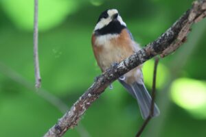 ヤマガラ2025年6月29日