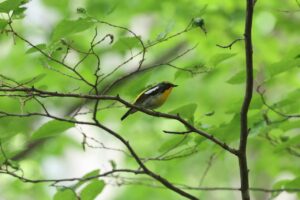 キビタキ雄2025年6月14日