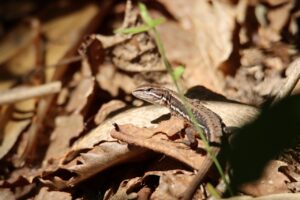 ニホンカナヘビ2025年6月23日