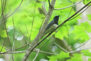 オオルリ雄2025年6月1日