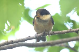 ヤマガラ幼鳥2025年6月14日