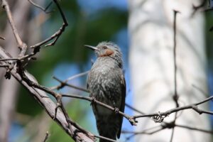 ヒヨドリ2025年6月8日