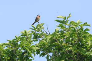 ホオジロ雄2025年6月25日
