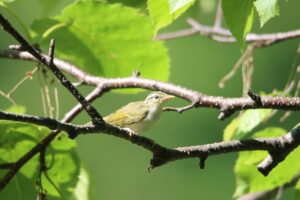 センダイムシクイ幼鳥2025年6月29日