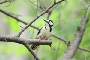 アカゲラ雄2025年6月8日